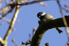 Blue Tit