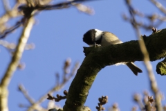 Blue Tit