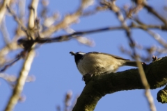 Blue Tit