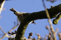 Blue Tit