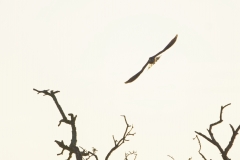 Kestrel in Flight