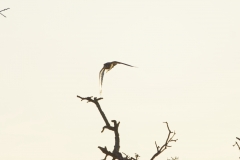 Kestrel in Flight