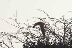 Kestrel in Flight