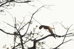 Kestrel in Flight