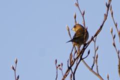 Chiffchaff in Flight