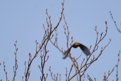 Chiffchaff in Flight