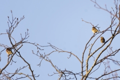 Tree Sparrows