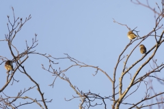 Tree Sparrows