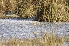 Meadow Pipits