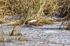 Meadow Pipit