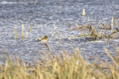 Meadow Pipit