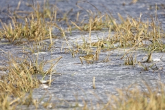 Meadow Pipit