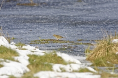 Meadow Pipit