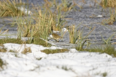 Meadow Pipit