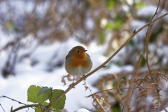 Robin on Branch