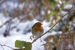 Robin on Branch