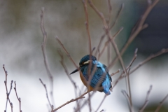 Kingfisher