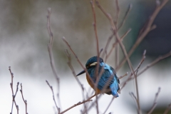 Kingfisher