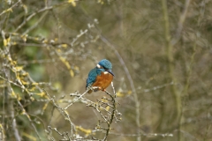 Kingfisher