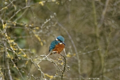 Kingfisher