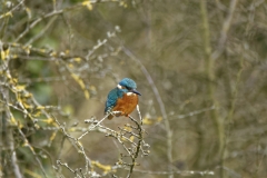 Kingfisher