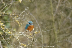 Kingfisher