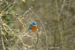 Kingfisher