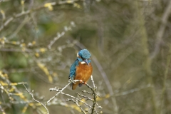 Kingfisher