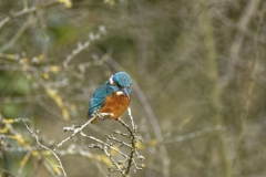 Kingfisher