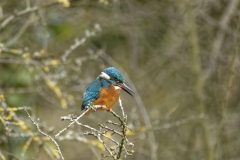 _DSC6035_FineKingfisher