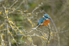 Kingfisher