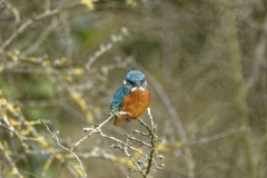 Kingfisher