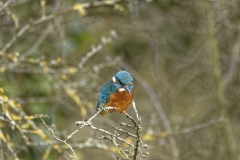 Kingfisher