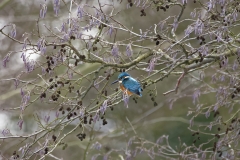 Kingfisher