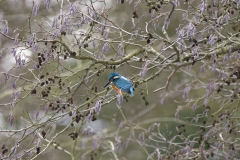 Kingfisher