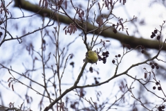 Siskin