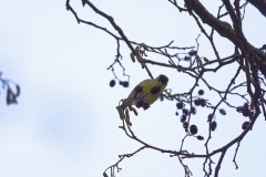 Siskin