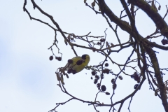 Siskin