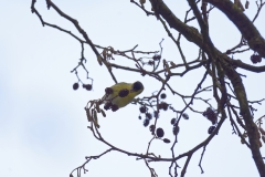 Siskin