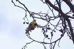 Siskin