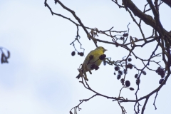 Siskin