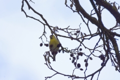 Siskin