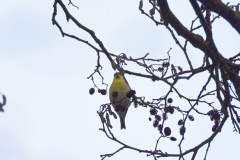 Siskin