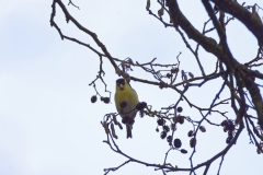 Siskin