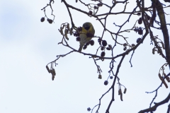 Siskin