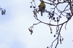 Siskin