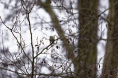 Siskin