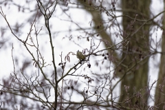 Siskin