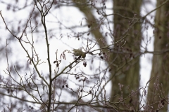 Siskin