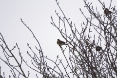 Fieldfare & Starlings